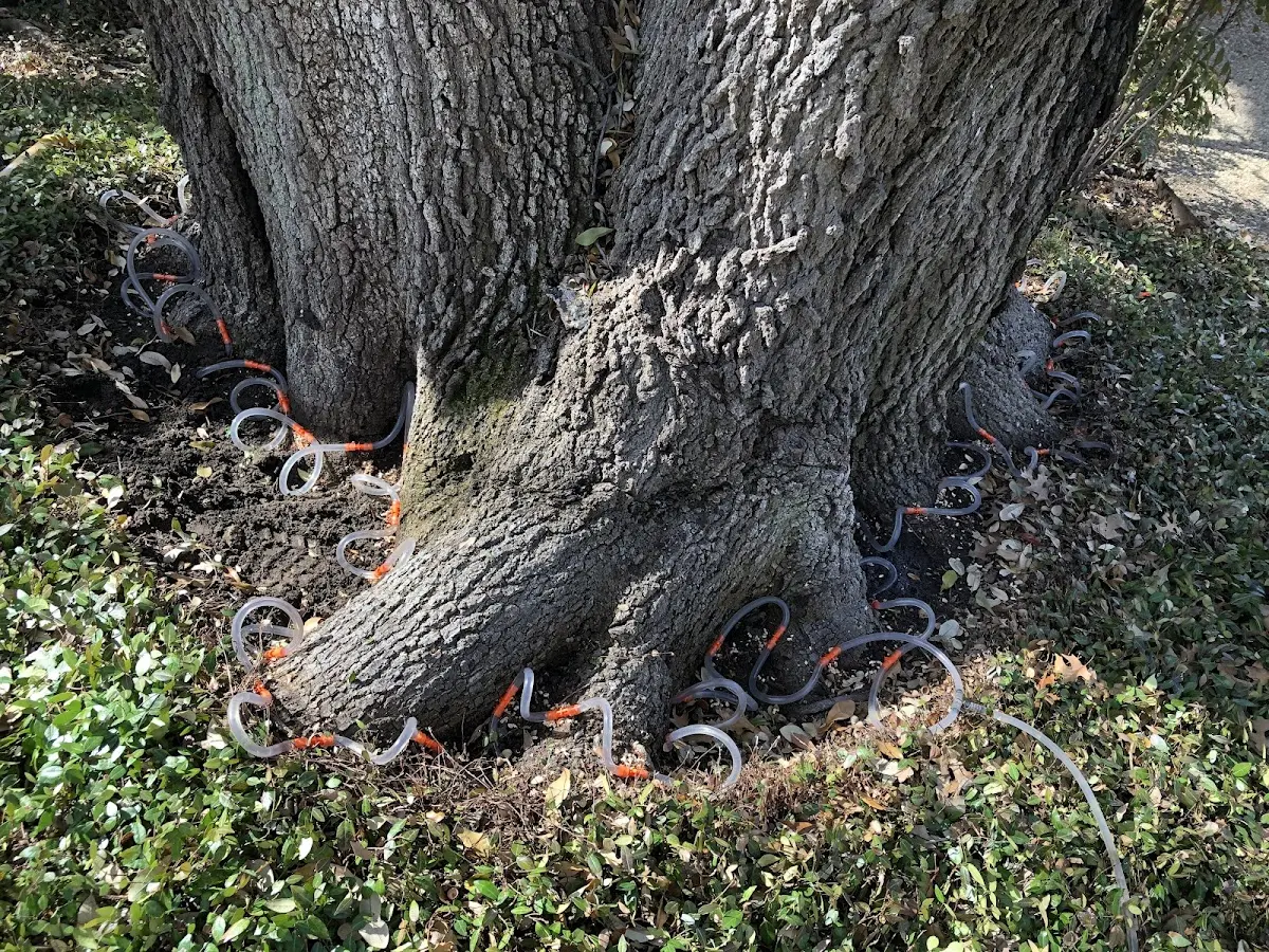 Detailed Tree Cabling and Bracing job site in Red Bay