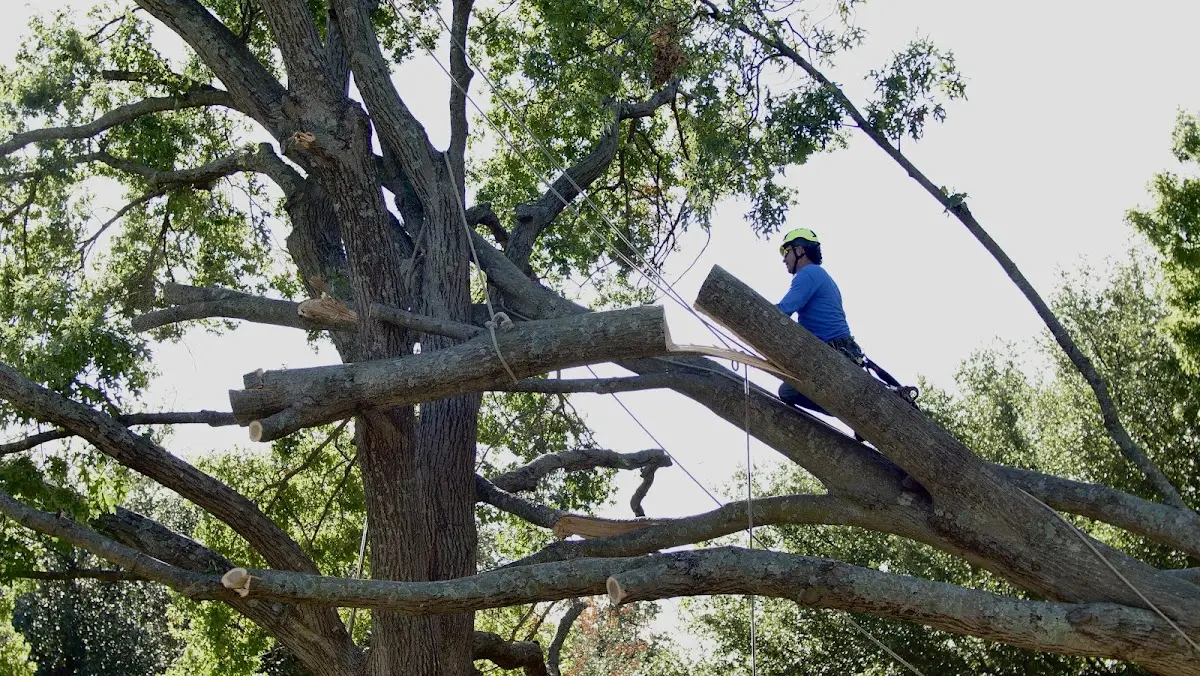 Professional Hazardous Tree Removal performed by certified arborists in Red Bay